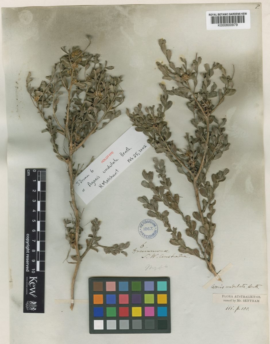 Agonis undulata photograph 3