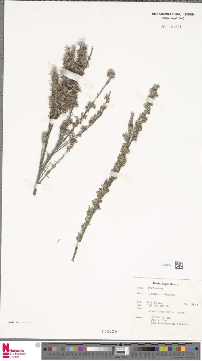 Agonis undulata photograph 2