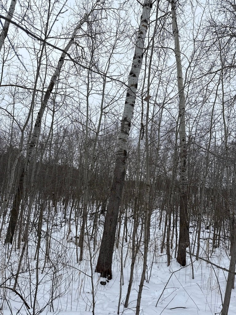 Populus tremula photograph 2