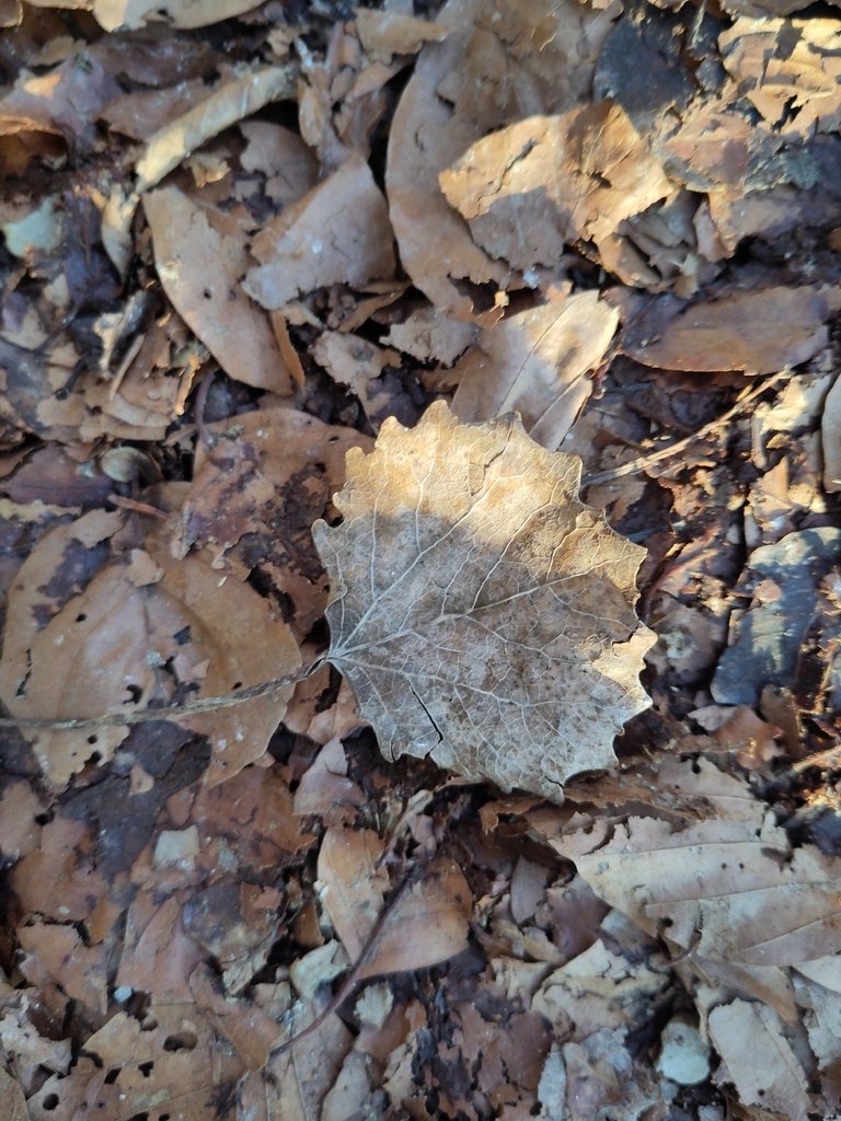 Populus tremula photograph 6