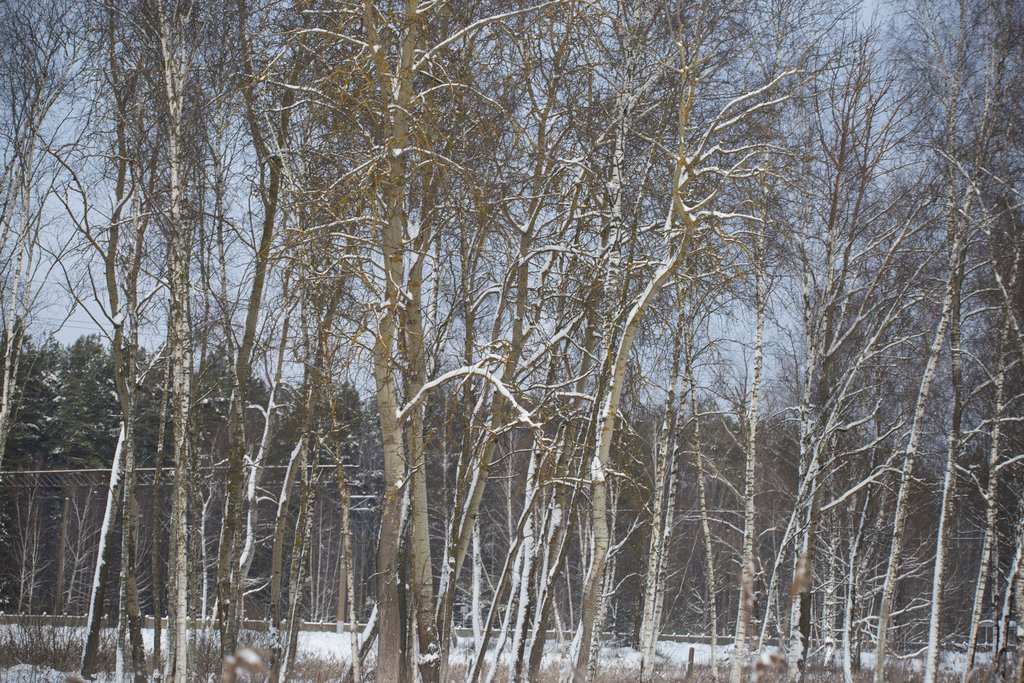 Populus tremula photograph 3