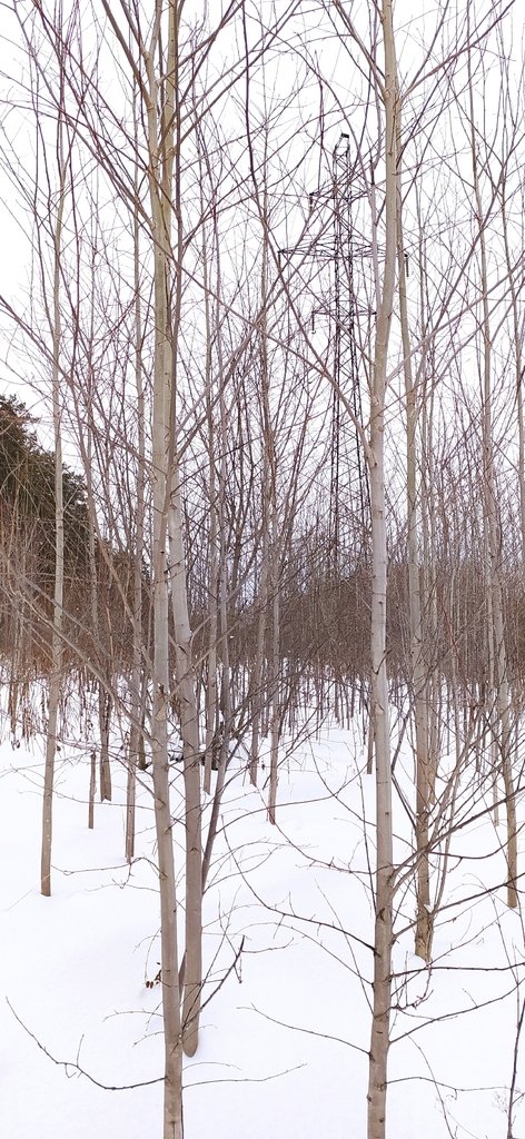Populus tremula photograph 4