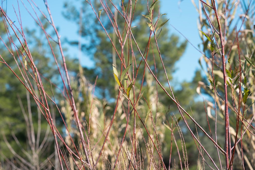 Salix alba photograph 3