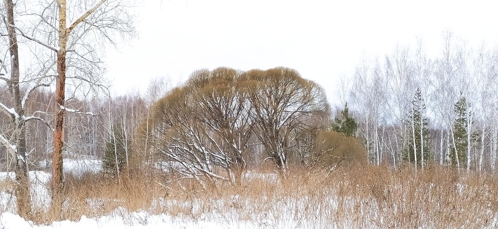 Salix alba