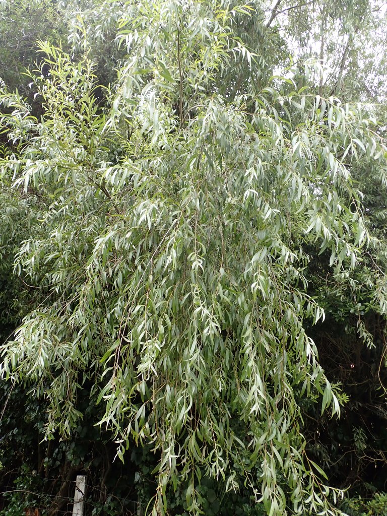 Salix alba photograph 2