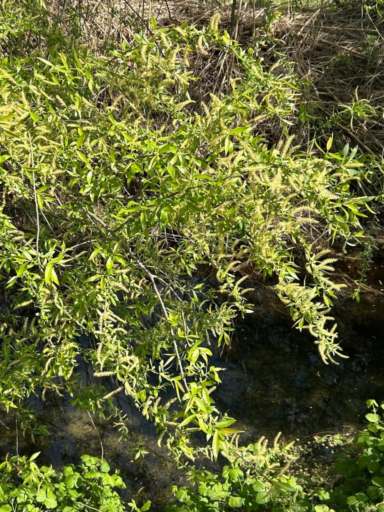 Salix alba photograph 6