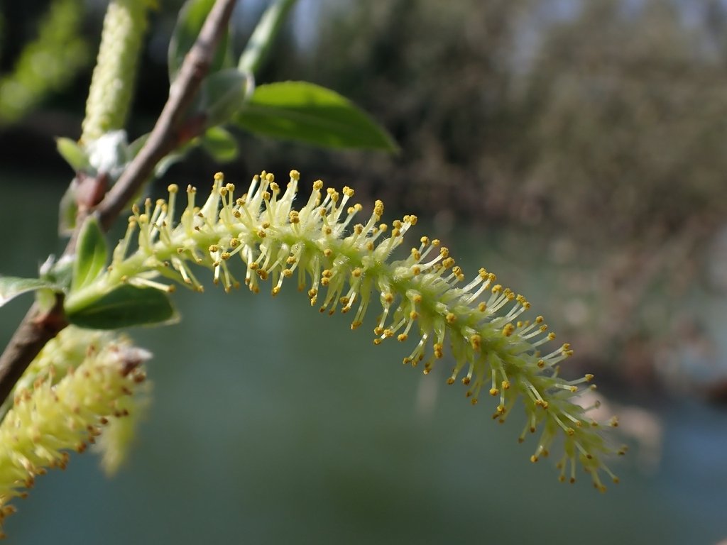 Salix alba photograph 5