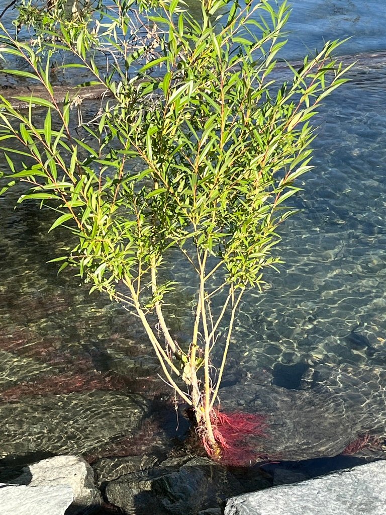 Salix alba photograph 4