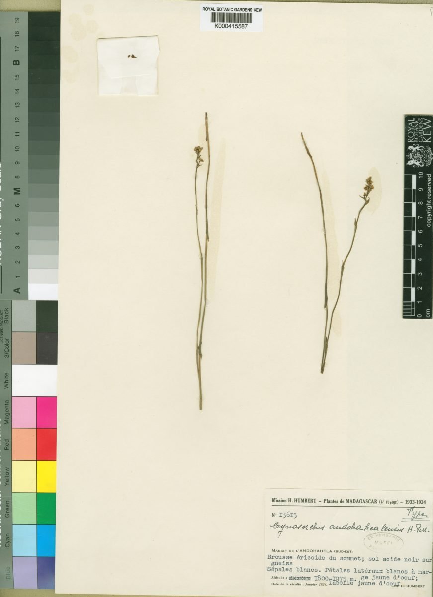 Cynorkis andohahelensis photograph 6