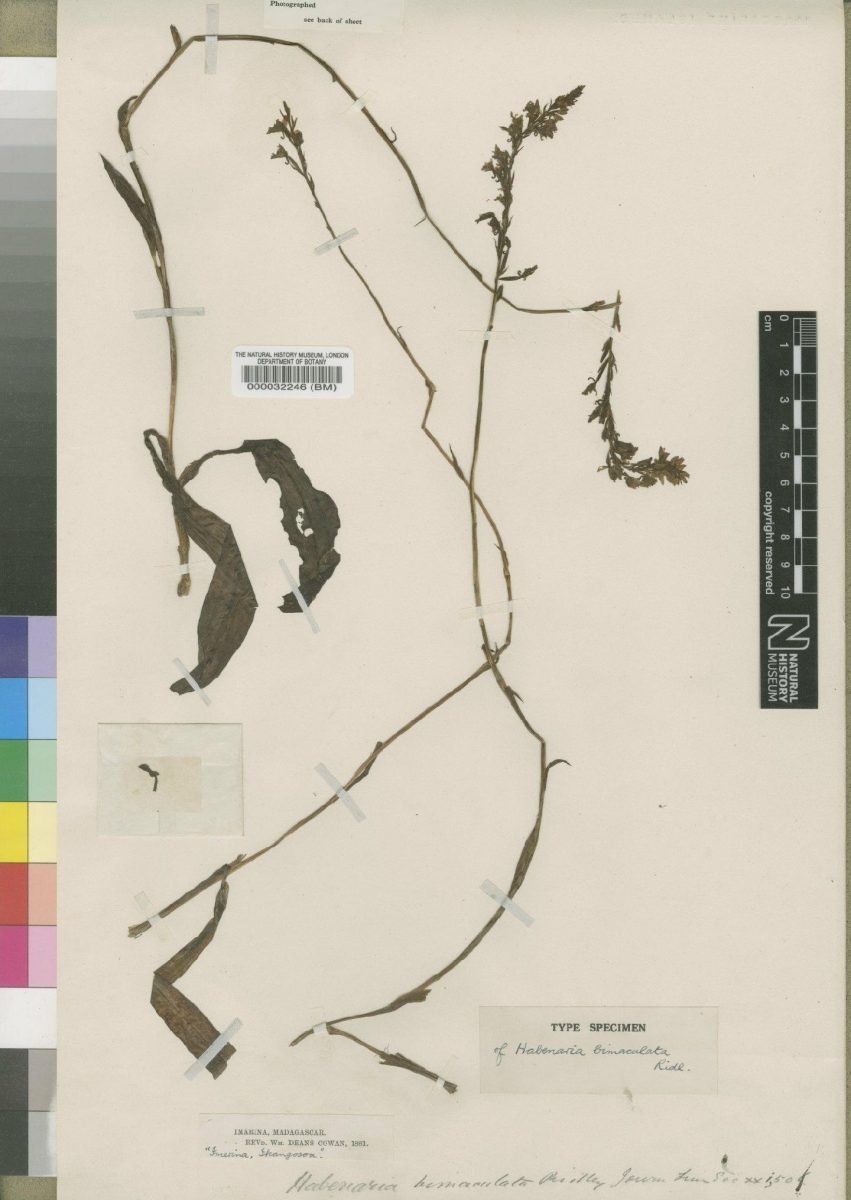 Cynorkis bimaculata photograph 5