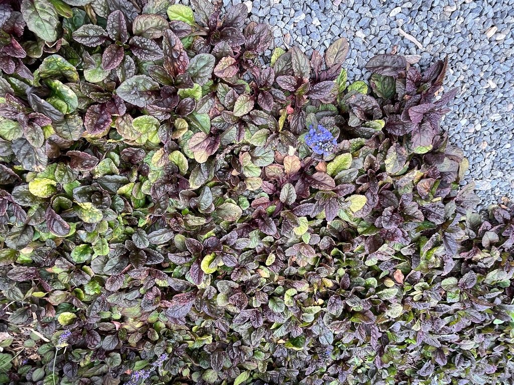Ajuga reptans photograph 3