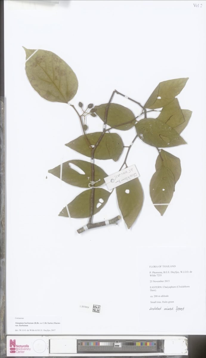 Alangium barbatum photograph 2