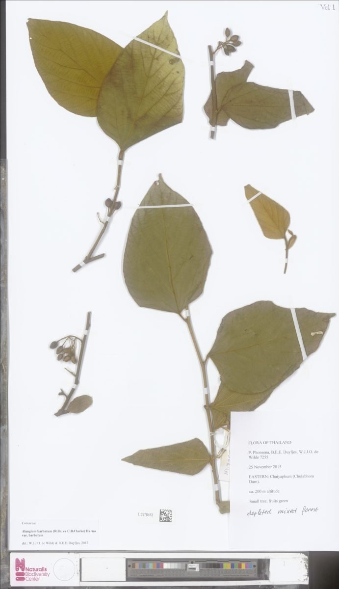Alangium barbatum