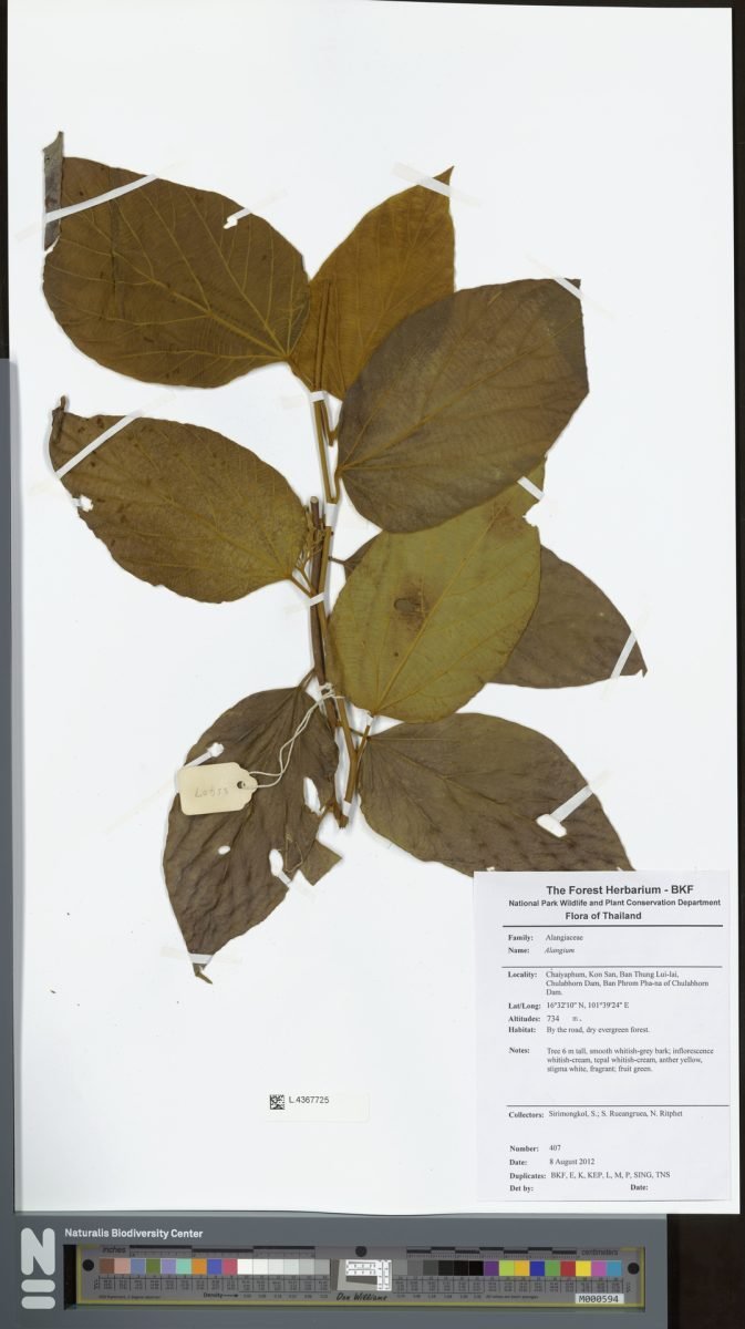 Alangium barbatum photograph 6