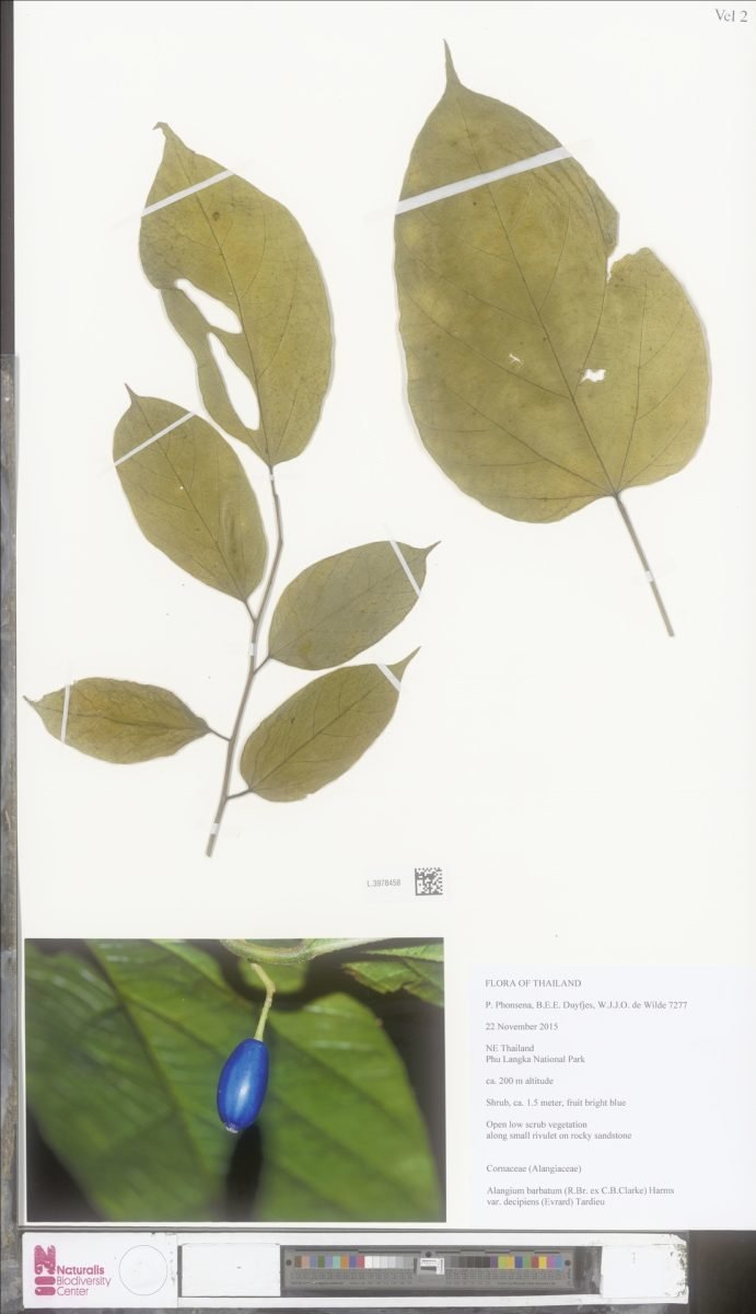 Alangium barbatum photograph 3