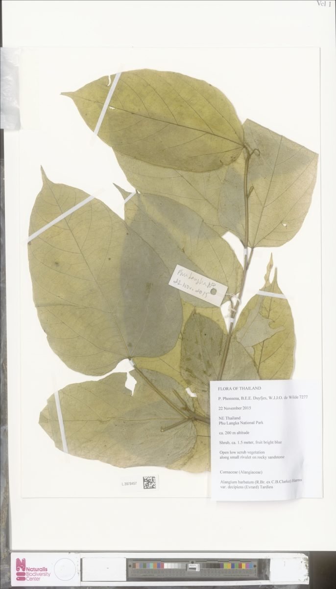 Alangium barbatum photograph 5