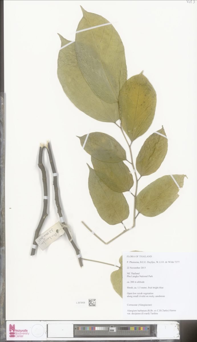 Alangium barbatum photograph 4