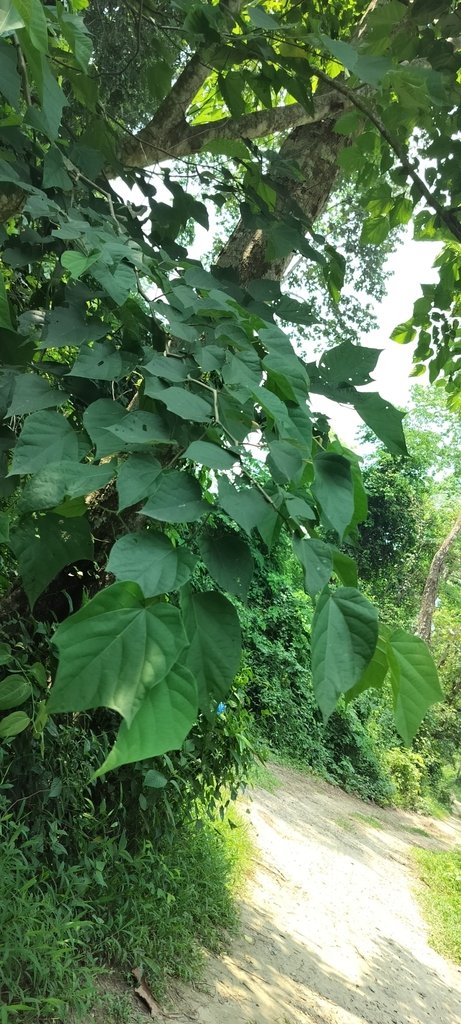 Alangium chinense photograph 6