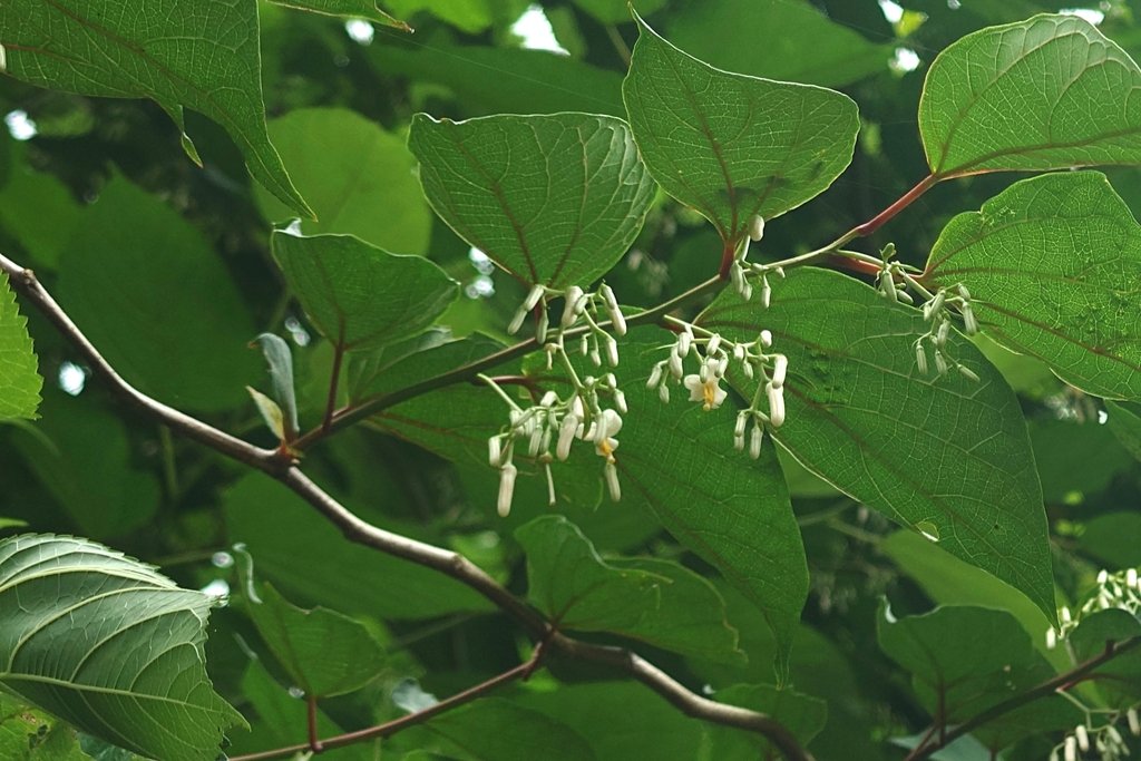 Alangium chinense photograph 4