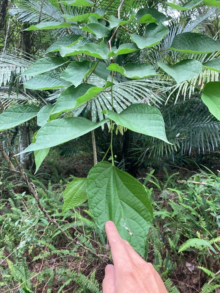 Alangium chinense photograph 2