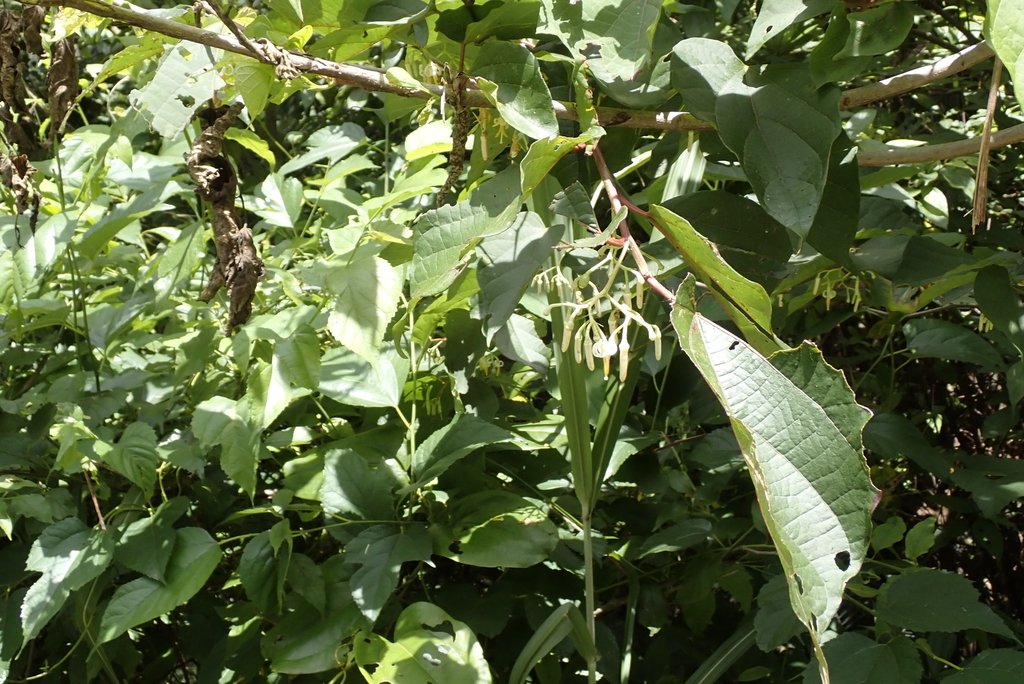 Alangium chinense photograph 3