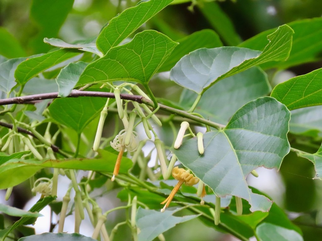 Alangium chinense