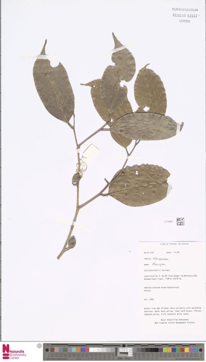 Alangium meyeri photograph 5