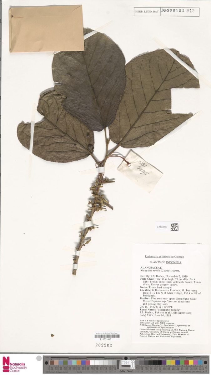 Alangium nobile photograph 6