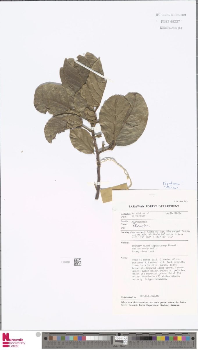 Alangium nobile photograph 2