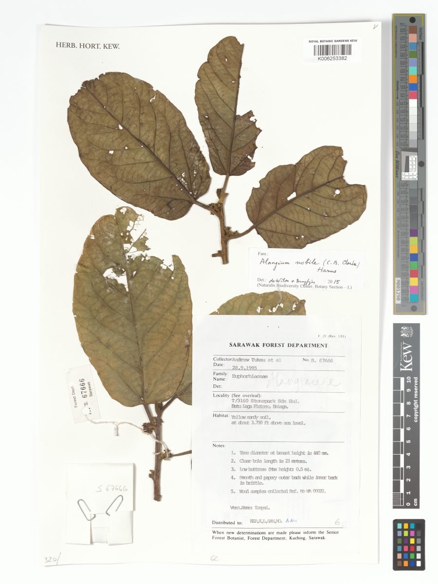 Alangium nobile photograph 4