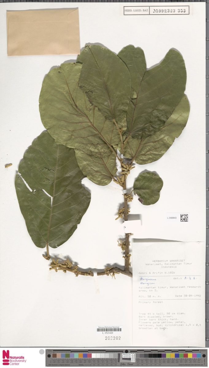 Alangium nobile photograph 5