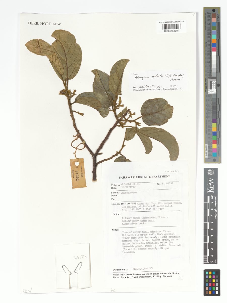 Alangium nobile photograph 3