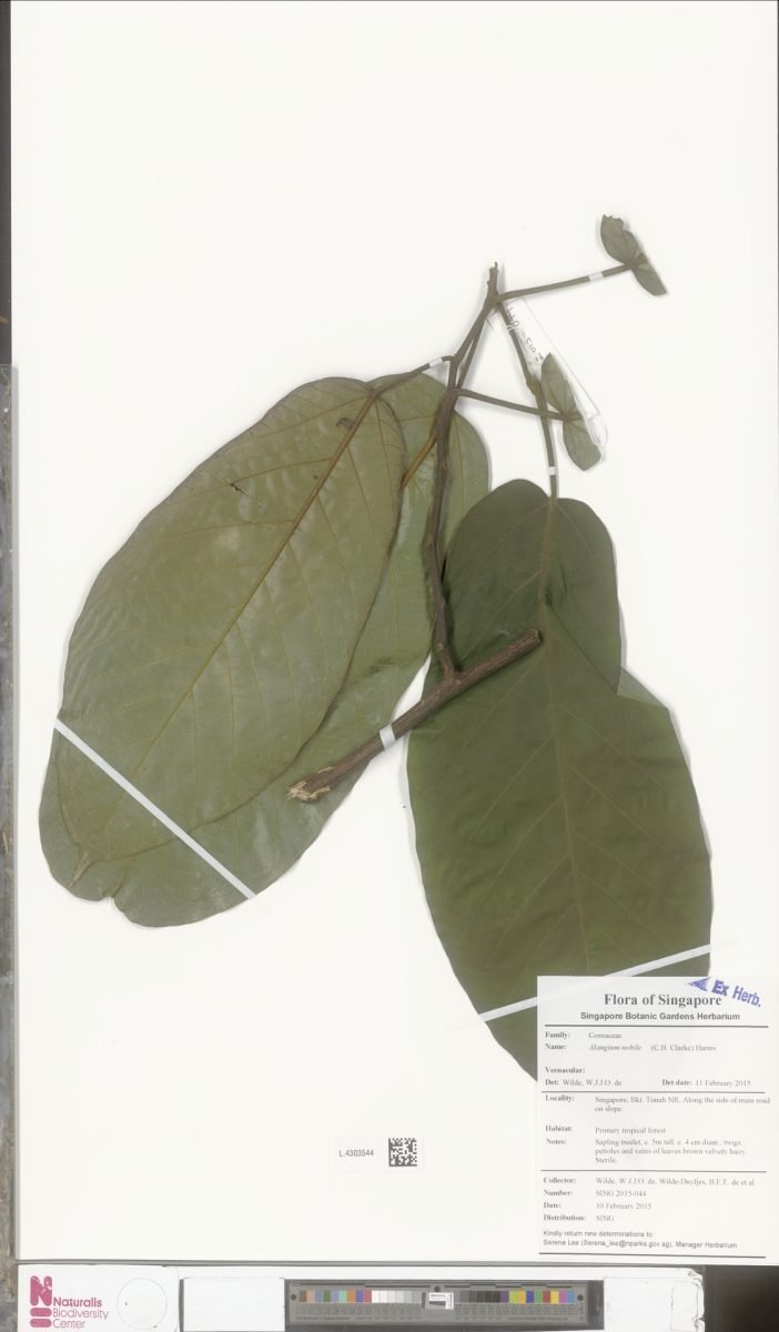 Alangium nobile