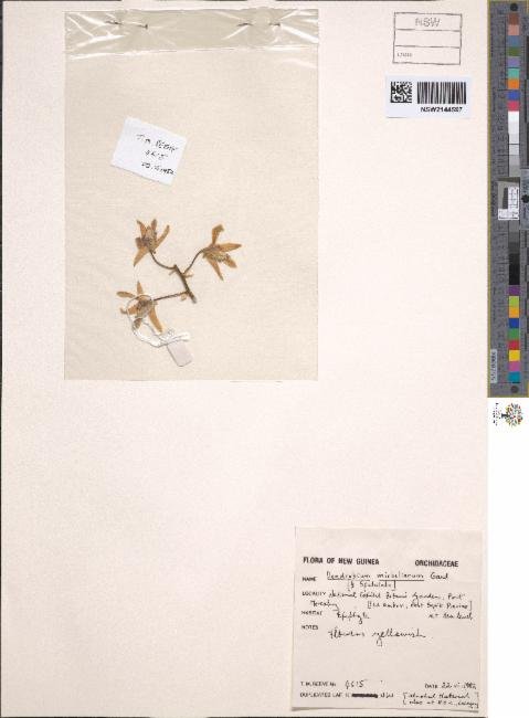 Dendrobium mirbelianum photograph 3