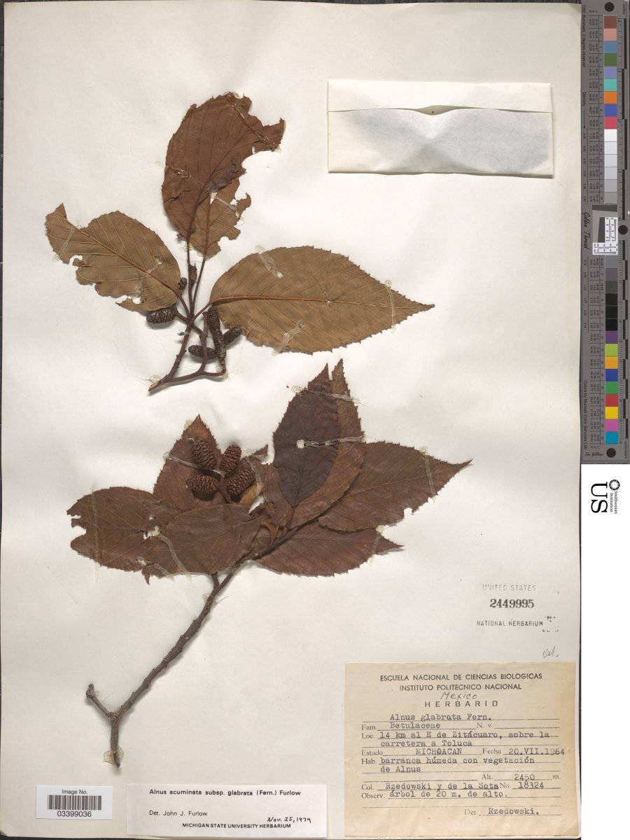 Alnus acuminata subsp. glabrata photograph 5