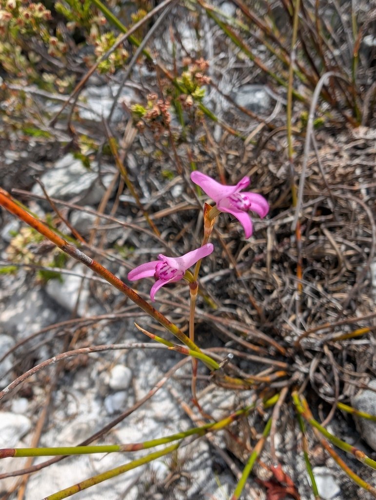 Disa inflexa