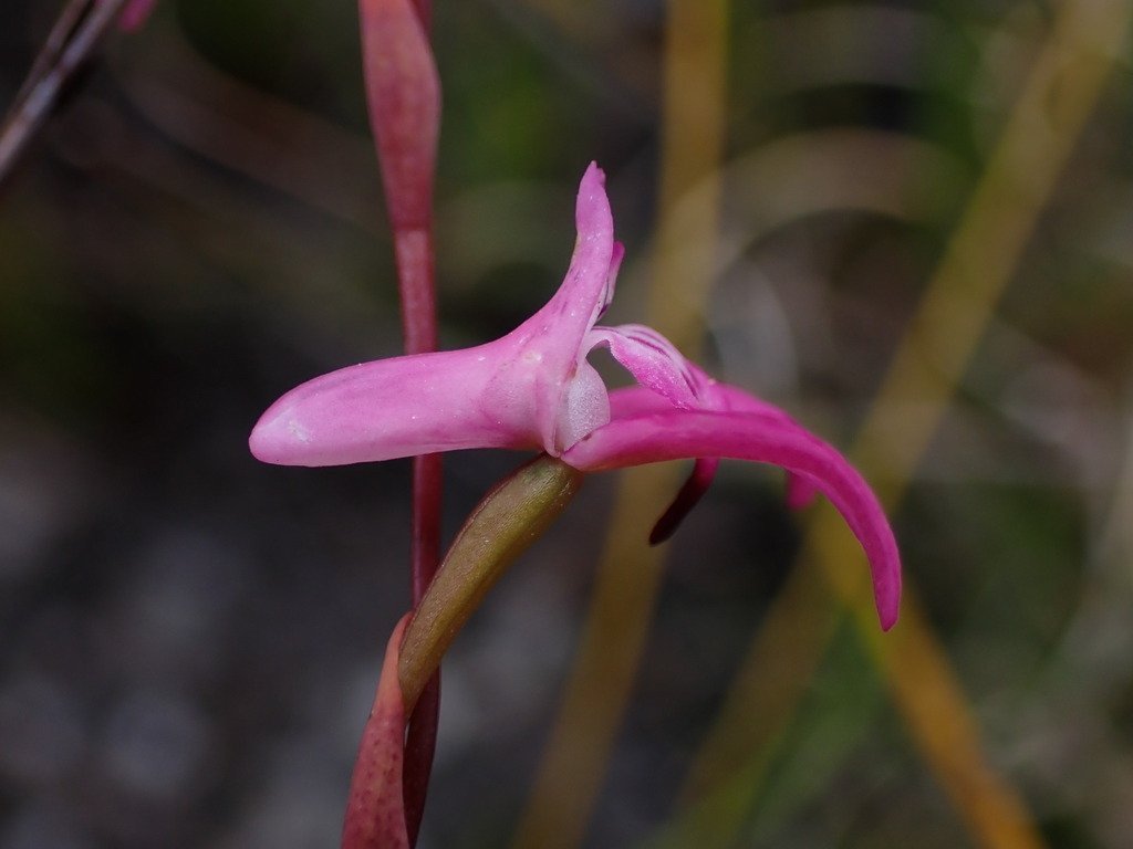 Disa inflexa photograph 5