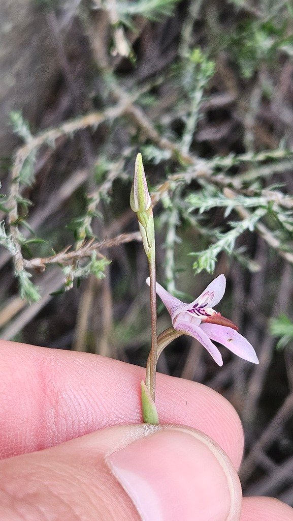 Disa inflexa photograph 2