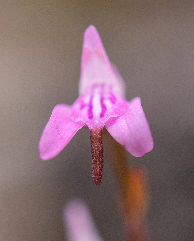 Disa inflexa photograph 4