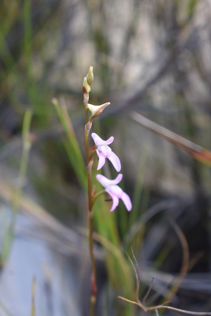 Disa inflexa photograph 3