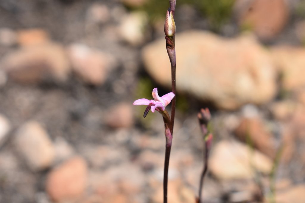 Disa inflexa photograph 6