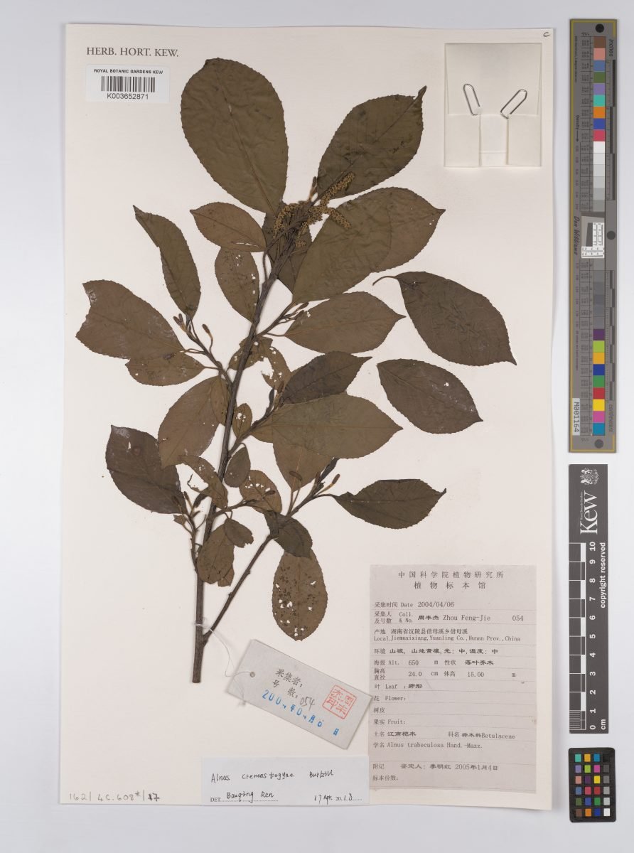 Alnus cremastogyne photograph 2