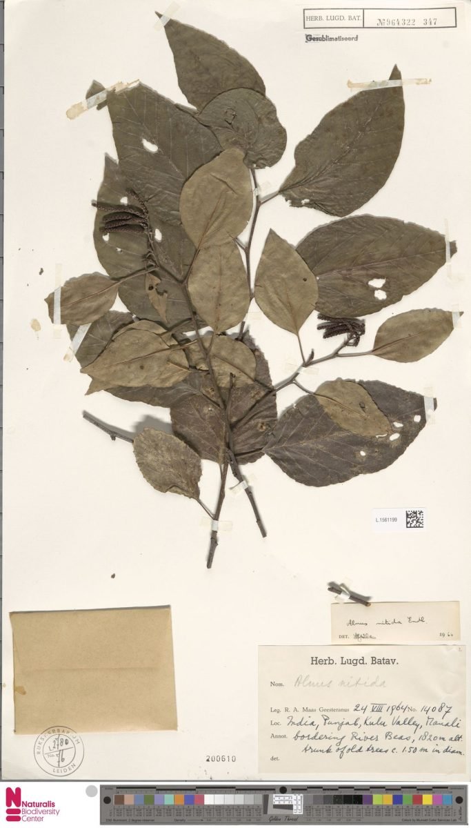 Alnus nitida photograph 5