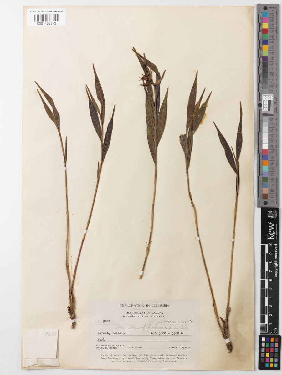 Elleanthus furfuraceus photograph 6