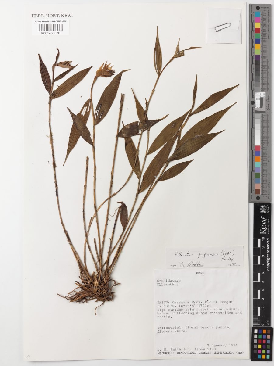 Elleanthus furfuraceus photograph 2