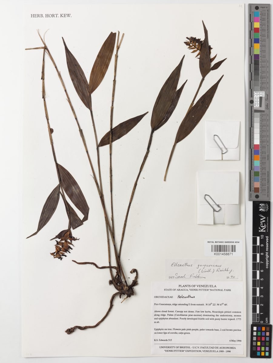 Elleanthus furfuraceus