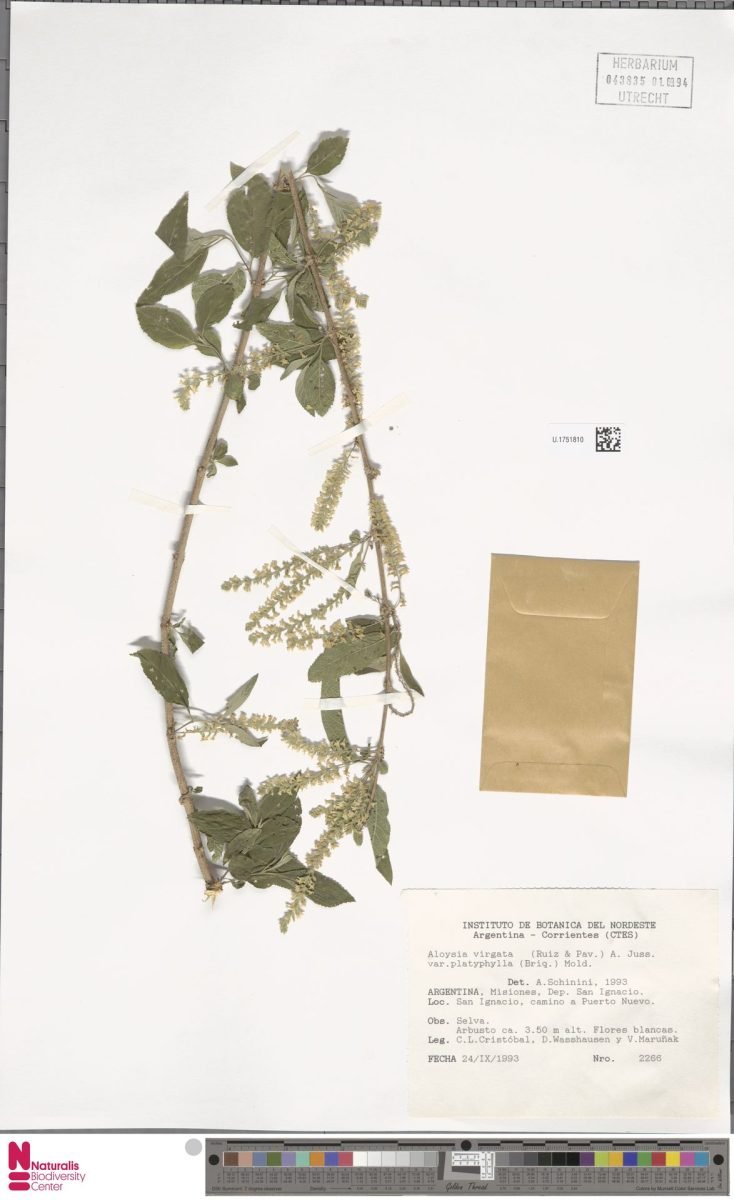 Aloysia virgata var. platyphylla photograph 2