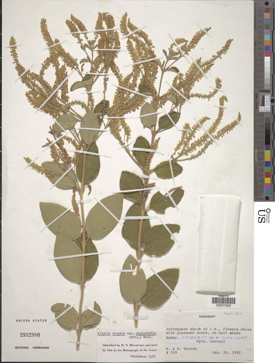 Aloysia virgata var. platyphylla photograph 6