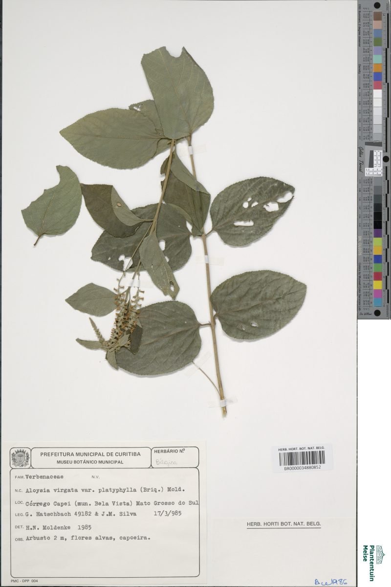 Aloysia virgata var. platyphylla photograph 5