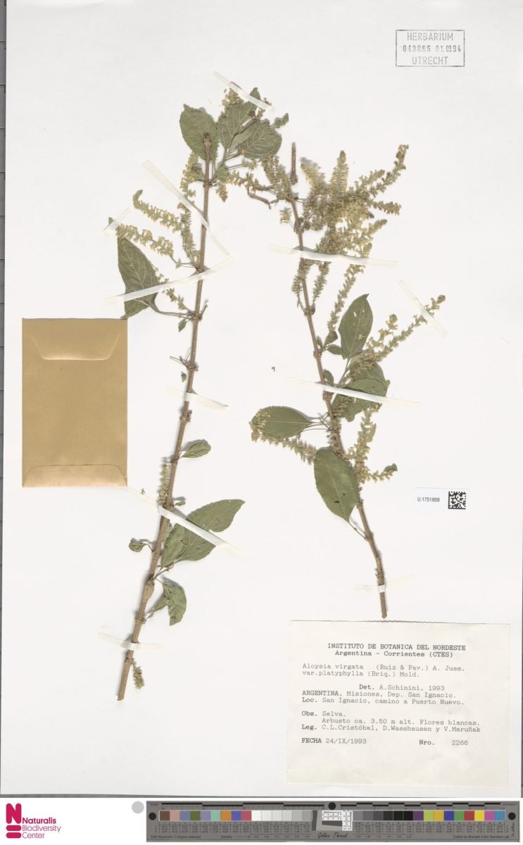 Aloysia virgata var. platyphylla photograph 3